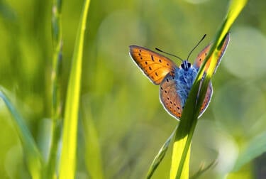 Macro Photography by Jeremy Ducrot. He shares his tips for getting started with macro photography for Nikon's magazine.